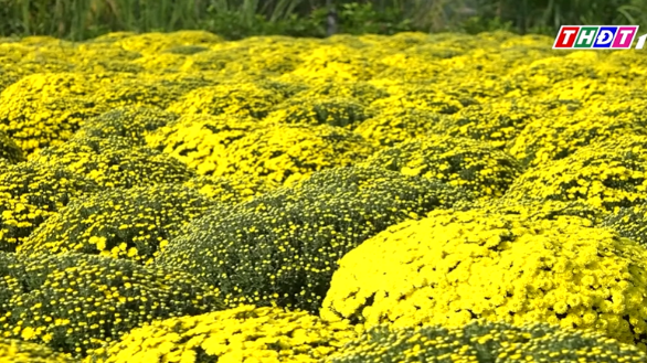 Lãnh đạo phường Sa Đéc khảo sát các diện tích cúc mâm xôi nở sớm