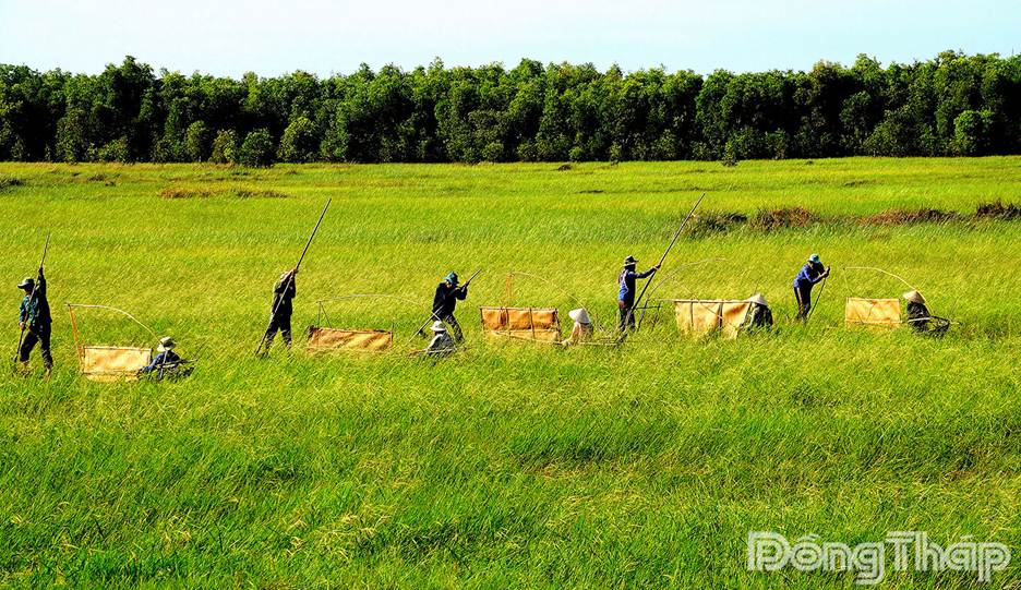 Đập lúa trời. (Ảnh: THANH PHONG)