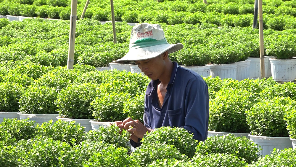 Nông dân làng hoa Sa Đéc chăm sóc hoa phục vụ Festival Hoa - Kiểng