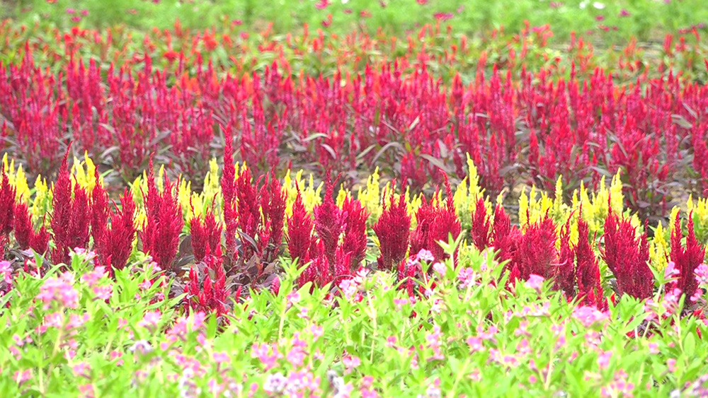 Miền Tây Logde: khu vườn hơn 100 giống hoa