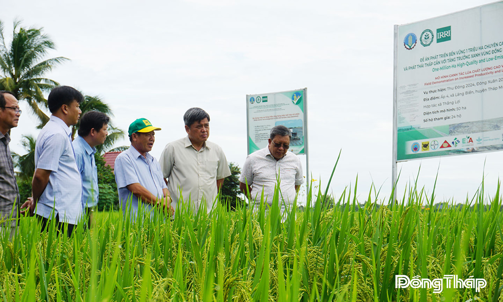 Đồng Tháp: Khi nông dân vận dụng tư duy kinh doanh vào sản xuất