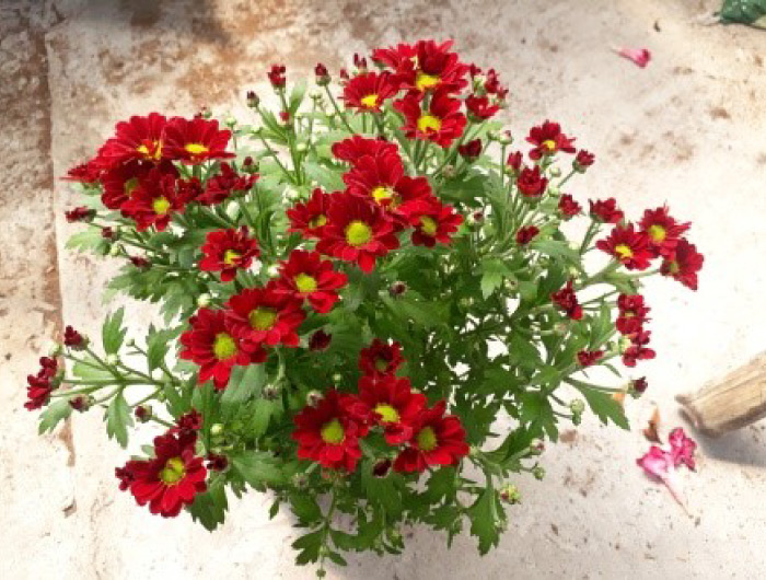 Callistephus chinensis (Daisy)