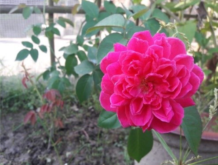 Rose baby (Rose multiflora)