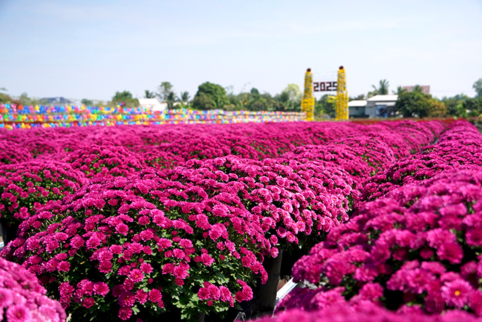 Làng hoa Sa Đéc: Sắc hoa trên hành trình hội nhập
