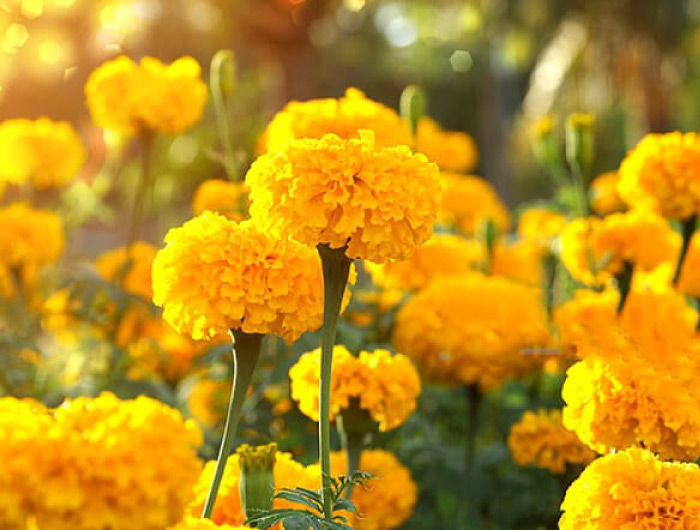 Marigold