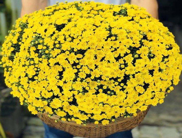 Golden Raspberry chrysanthemum