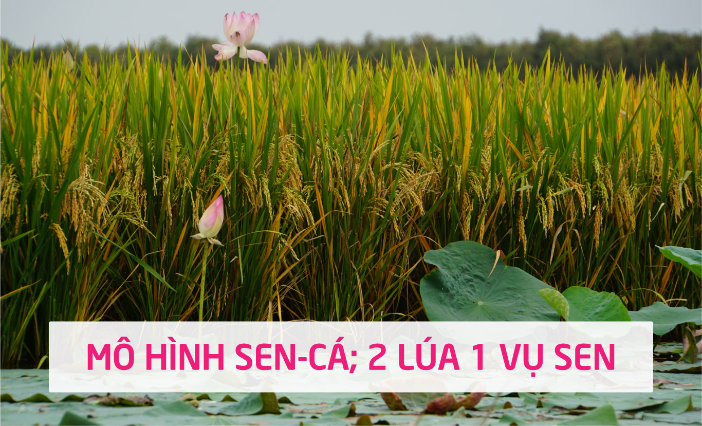 tri thuc hoa nong dan