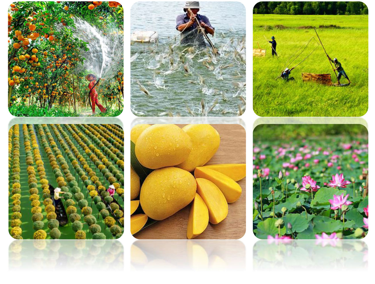 tri thuc hoa nong dan